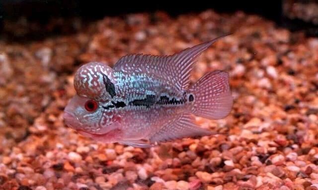 大型魚缸清潔魚有哪些種類：幾種適合大型魚缸的清潔魚