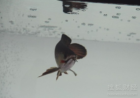 武漢紅龍魚價格2688貴嗎？