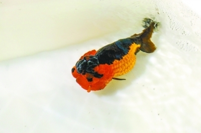 武漢紅龍魚價格2688貴嗎？