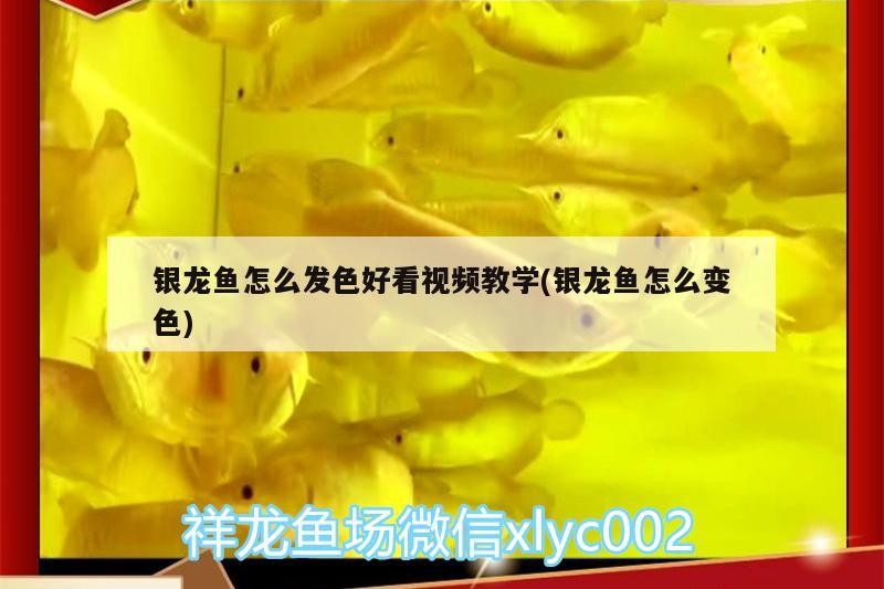 銀龍魚怎么發色好看視頻教學(銀龍魚怎么變色)