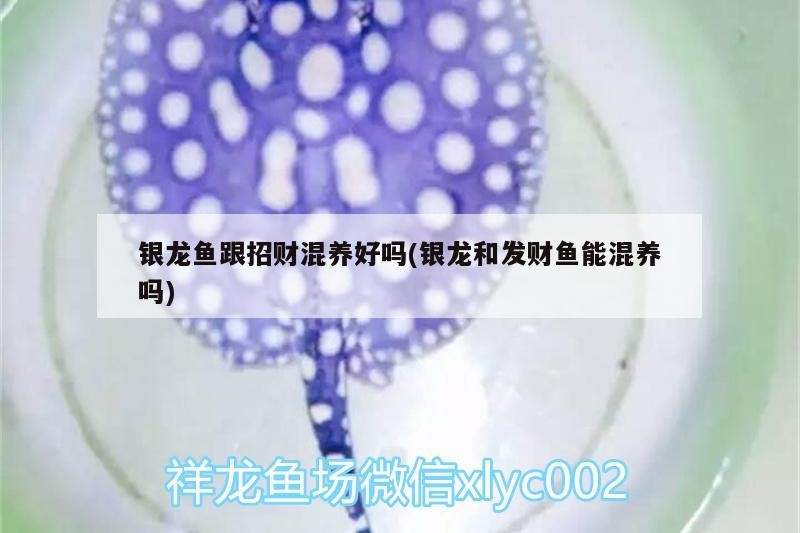 銀龍魚跟招財混養(yǎng)好嗎(銀龍和發(fā)財魚能混養(yǎng)嗎)
