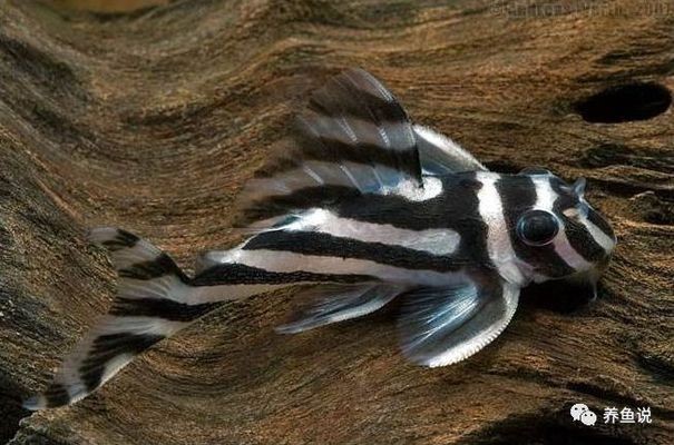 廈門市同安阿心水族館