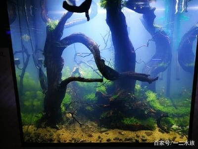 不用草缸還可以怎么給魚缸造景：不用水草泥和化妝沙進(jìn)行魚缸造景的方法