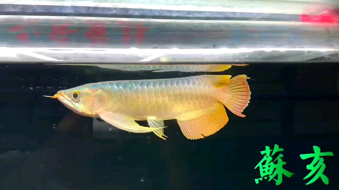 早上好 賞魚