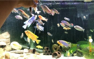 慈鯛適合與什么魚混養(yǎng)魚缸：三湖慈鯛可以與多種魚類混養(yǎng)嗎？