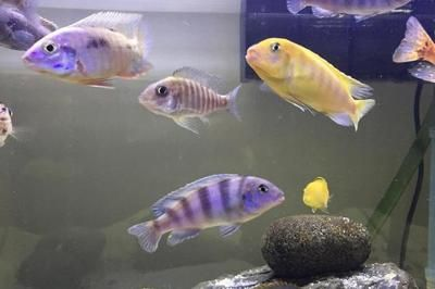 慈鯛適合與什么魚混養(yǎng)魚缸：三湖慈鯛可以與多種魚類混養(yǎng)嗎？