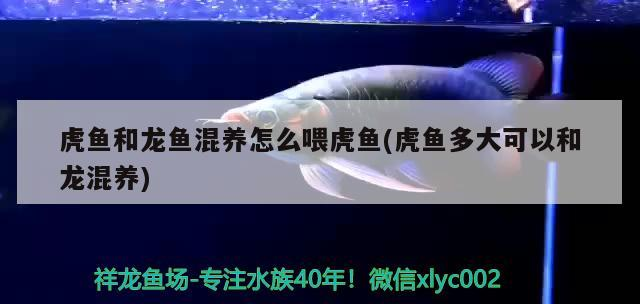 虎魚和龍魚混養(yǎng)怎么喂虎魚(虎魚多大可以和龍混養(yǎng))