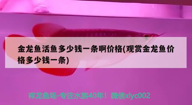 金龍魚活魚多少錢一條啊價格(觀賞金龍魚價格多少錢一條)