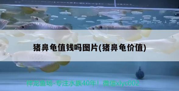 豬鼻龜值錢嗎圖片(豬鼻龜價值)