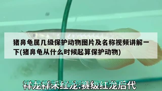 豬鼻龜屬幾級保護動物圖片及名稱視頻講解一下(豬鼻龜從什么時候起算保護動物)