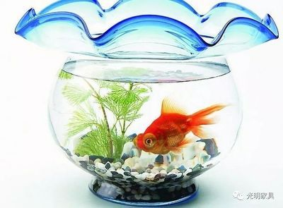 大門朝東魚缸擺放哪好：魚缸擺放位置對于家庭的運勢和財富有著重要的影響