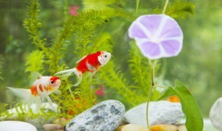 昭通市昭陽區尛濤水族店