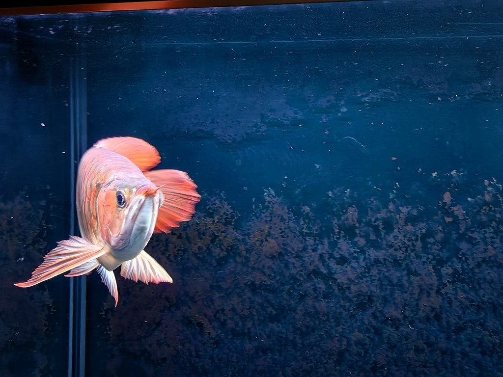 22.08.10入魚
