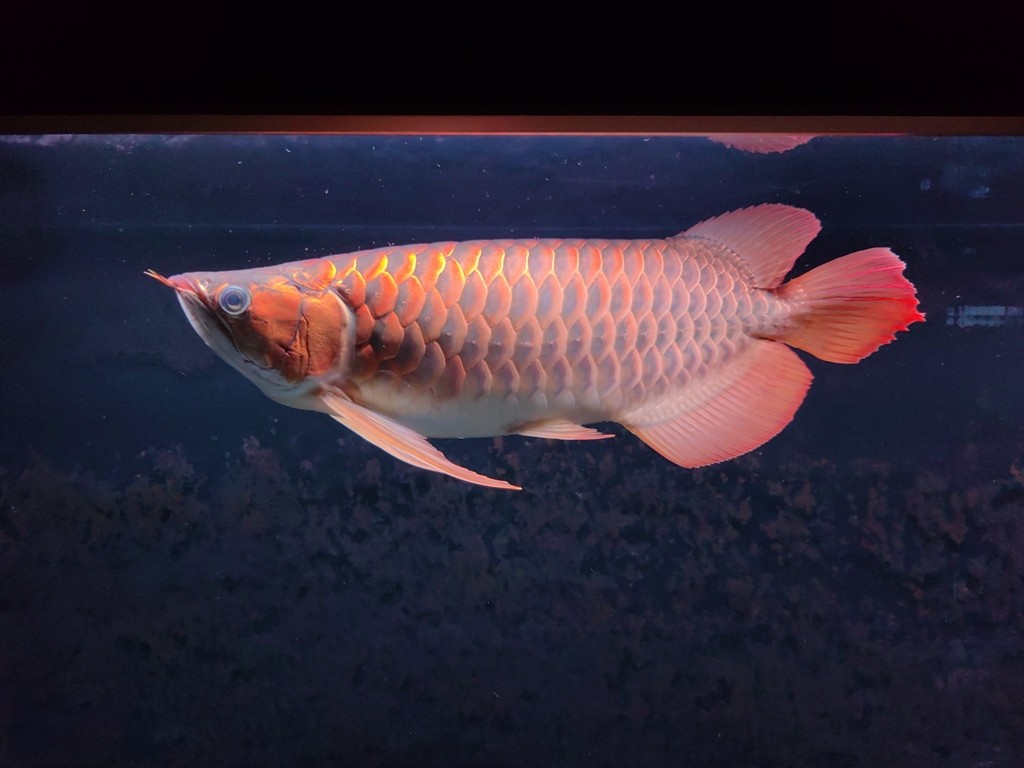 22.08.10入魚