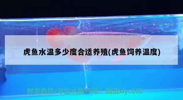 虎魚水溫多少度合適養殖(虎魚飼養溫度)