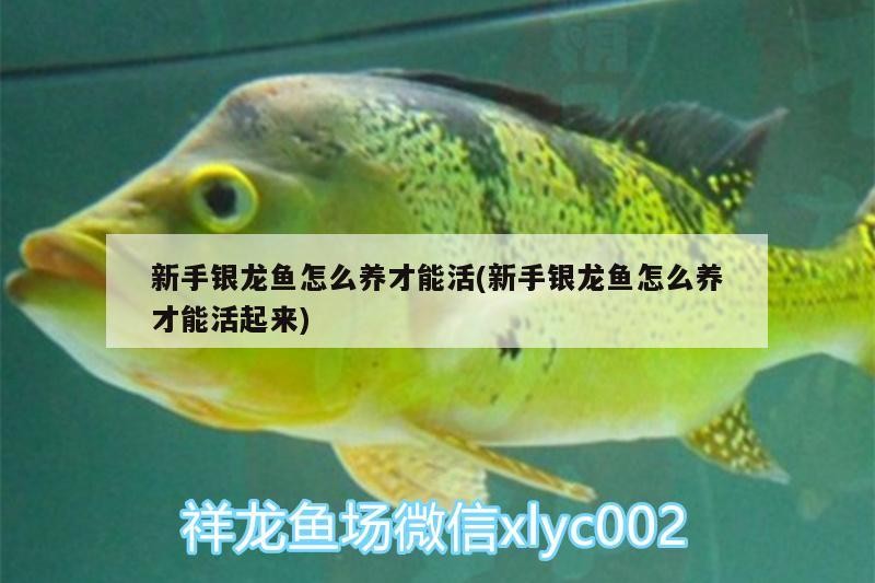 新手銀龍魚怎么養才能活(新手銀龍魚怎么養才能活起來)