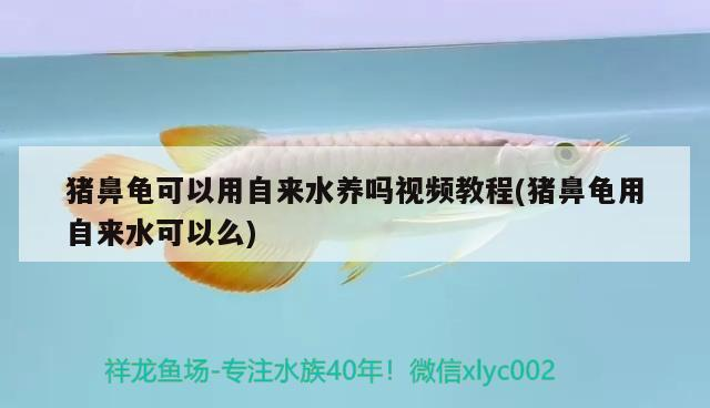 豬鼻龜可以用自來水養嗎視頻教程(豬鼻龜用自來水可以么)