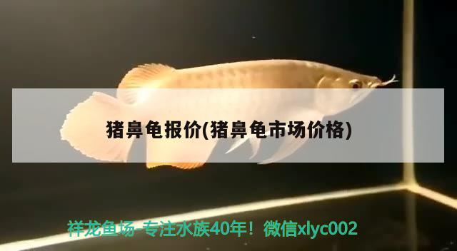 豬鼻龜報價(豬鼻龜市場價格)
