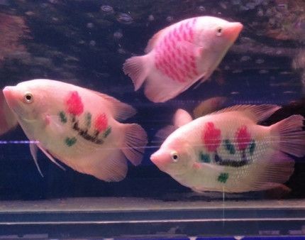 金龍魚和紅龍魚哪個招財：金龍魚和紅龍魚價格對比養魚提升家居風水方法
