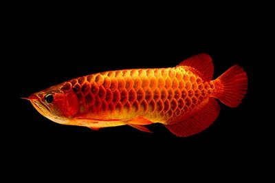 金龍魚和紅龍魚哪個招財：金龍魚和紅龍魚價格對比養魚提升家居風水方法