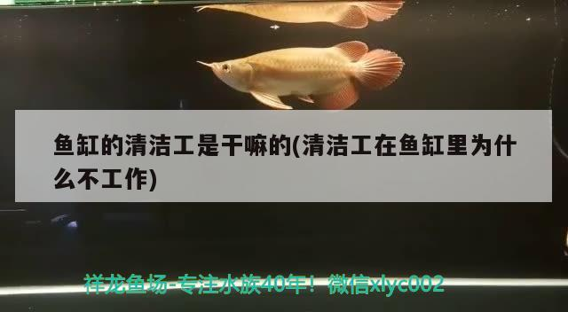魚缸的清潔工是干嘛的(清潔工在魚缸里為什么不工作)