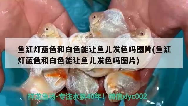 魚缸燈藍色和白色能讓魚兒發色嗎圖片(魚缸燈藍色和白色能讓魚兒發色嗎圖片)