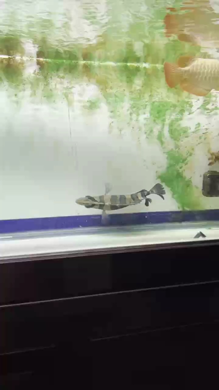 DJ虎魚