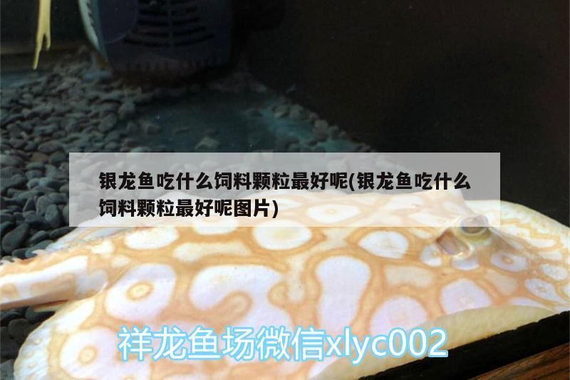 銀龍魚吃什么飼料顆粒最好呢(銀龍魚吃什么飼料顆粒最好呢圖片)