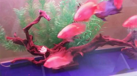 沉木放在魚缸里水發黃怎么辦視頻：如何解決魚缸沉木黃水的問題
