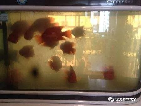 沉木放在魚缸里水發黃怎么辦視頻：如何解決魚缸沉木黃水的問題