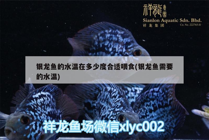 銀龍魚的水溫在多少度合適喂食(銀龍魚需要的水溫)