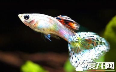 龍魚不想養(yǎng)了