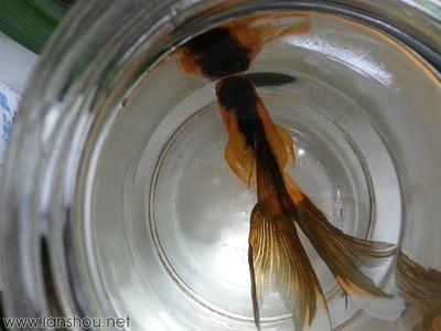 100升水的魚缸加多少鹽