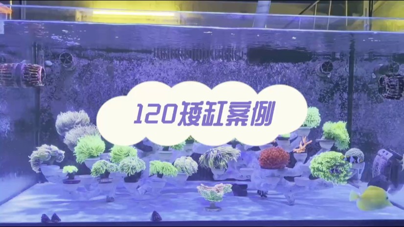 120海缸造景案例，珊瑚缸造景案例
