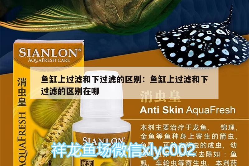 魚缸上過濾和下過濾的區(qū)別:魚缸上過濾和下過濾的區(qū)別在哪