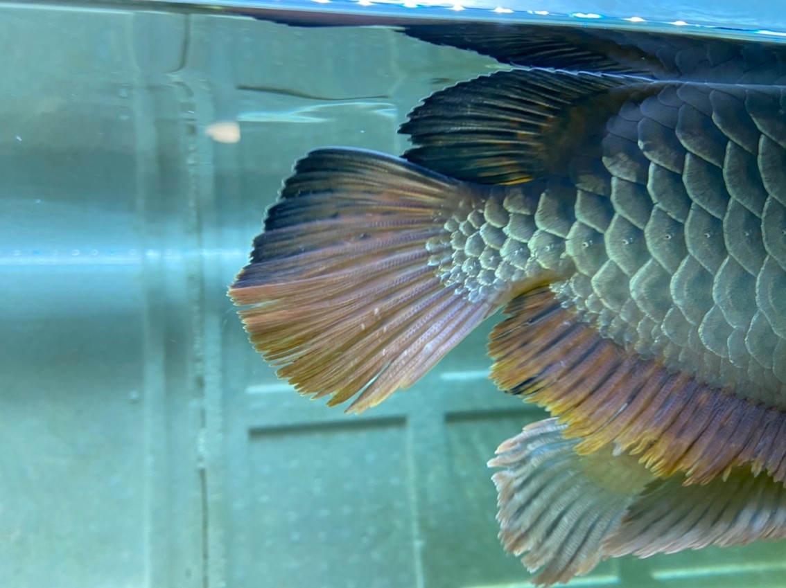 親，魚尾有小疙瘩，是有蟲子嗎？