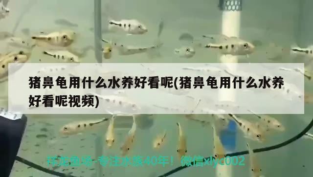 豬鼻龜用什么水養(yǎng)好看呢(豬鼻龜用什么水養(yǎng)好看呢視頻)