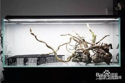 草缸魚缸選擇：草缸魚缸選擇之誤區