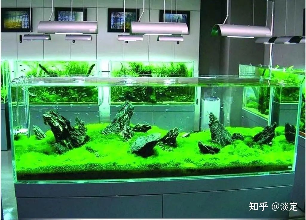 草缸魚缸選擇：草缸魚缸選擇之誤區
