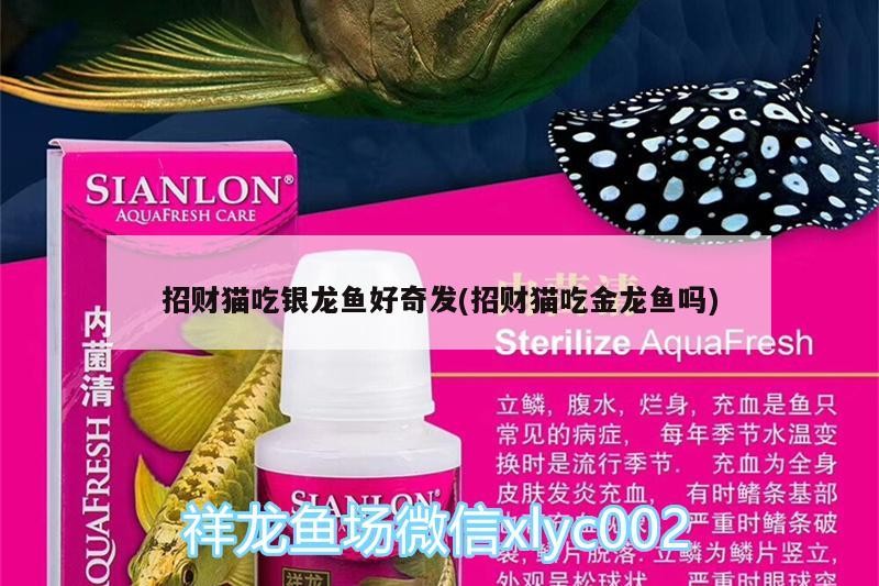 招財貓吃銀龍魚好奇發(招財貓吃金龍魚嗎)
