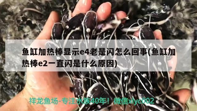 魚缸加熱棒顯示e4老是閃怎么回事(魚缸加熱棒e2一直閃是什么原因)