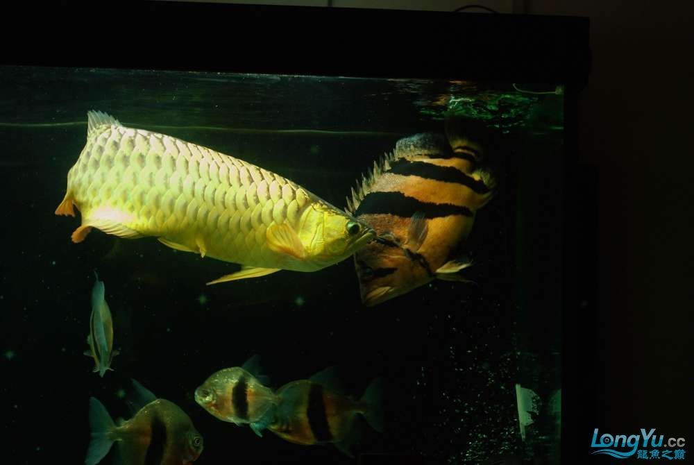 紅龍魚配什么魚一起養比較好：紅龍魚混養水草選擇指南