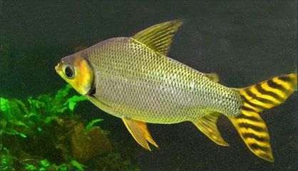 紅龍魚配什么魚一起養比較好：紅龍魚混養水草選擇指南