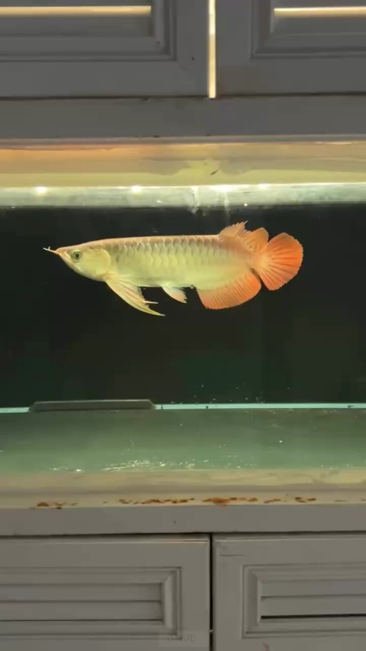 斯巴沃紅龍