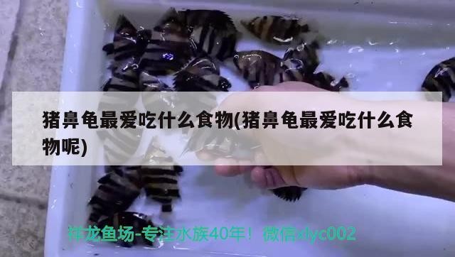 豬鼻龜最愛吃什么食物(豬鼻龜最愛吃什么食物呢)