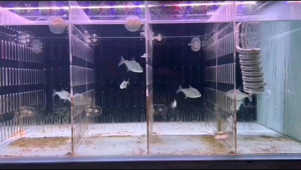 南美猛魚，來了好多小家伙，