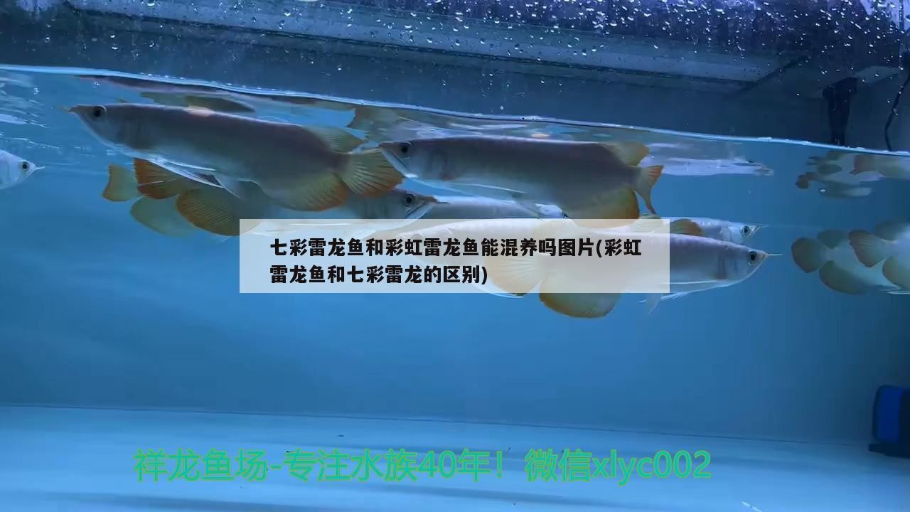 七彩雷龍魚和彩虹雷龍魚能混養嗎圖片(彩虹雷龍魚和七彩雷龍的區別)