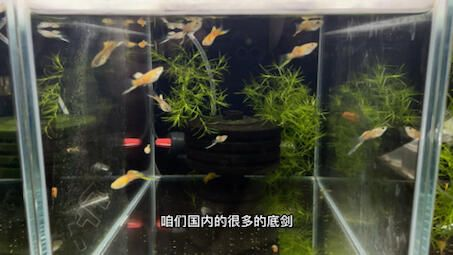 大魚缸適合養孔雀魚嗎？：孔雀魚繁殖注意事項孔雀魚繁殖注意事項孔雀魚繁殖注意事項
