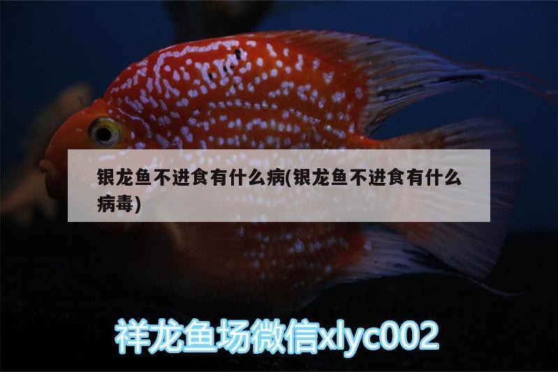 銀龍魚(yú)不進(jìn)食有什么病(銀龍魚(yú)不進(jìn)食有什么病毒)