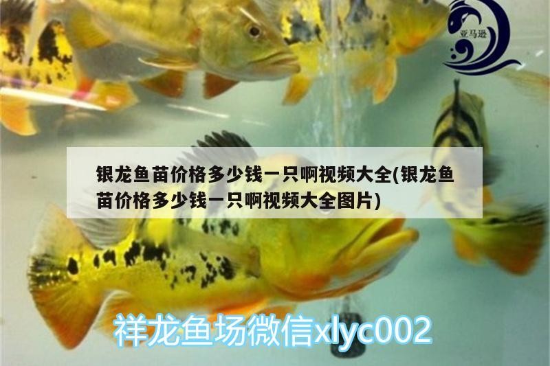 銀龍魚苗價格多少錢一只啊視頻大全(銀龍魚苗價格多少錢一只啊視頻大全圖片)
